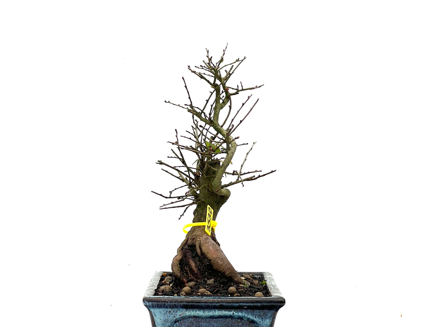 Ulmus Parvifolia 3532