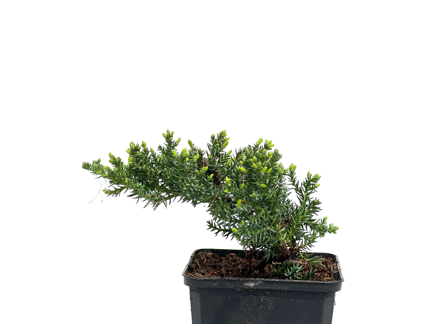 Juniperus Procumbens Nana