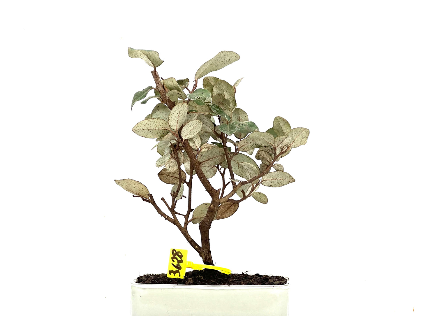 Eleagnus Pungens 3628