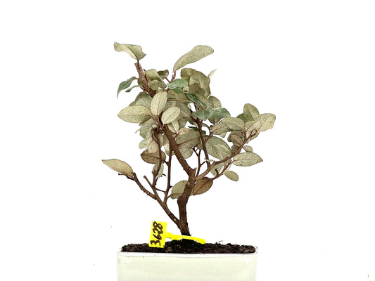 Eleagnus Pungens 3628