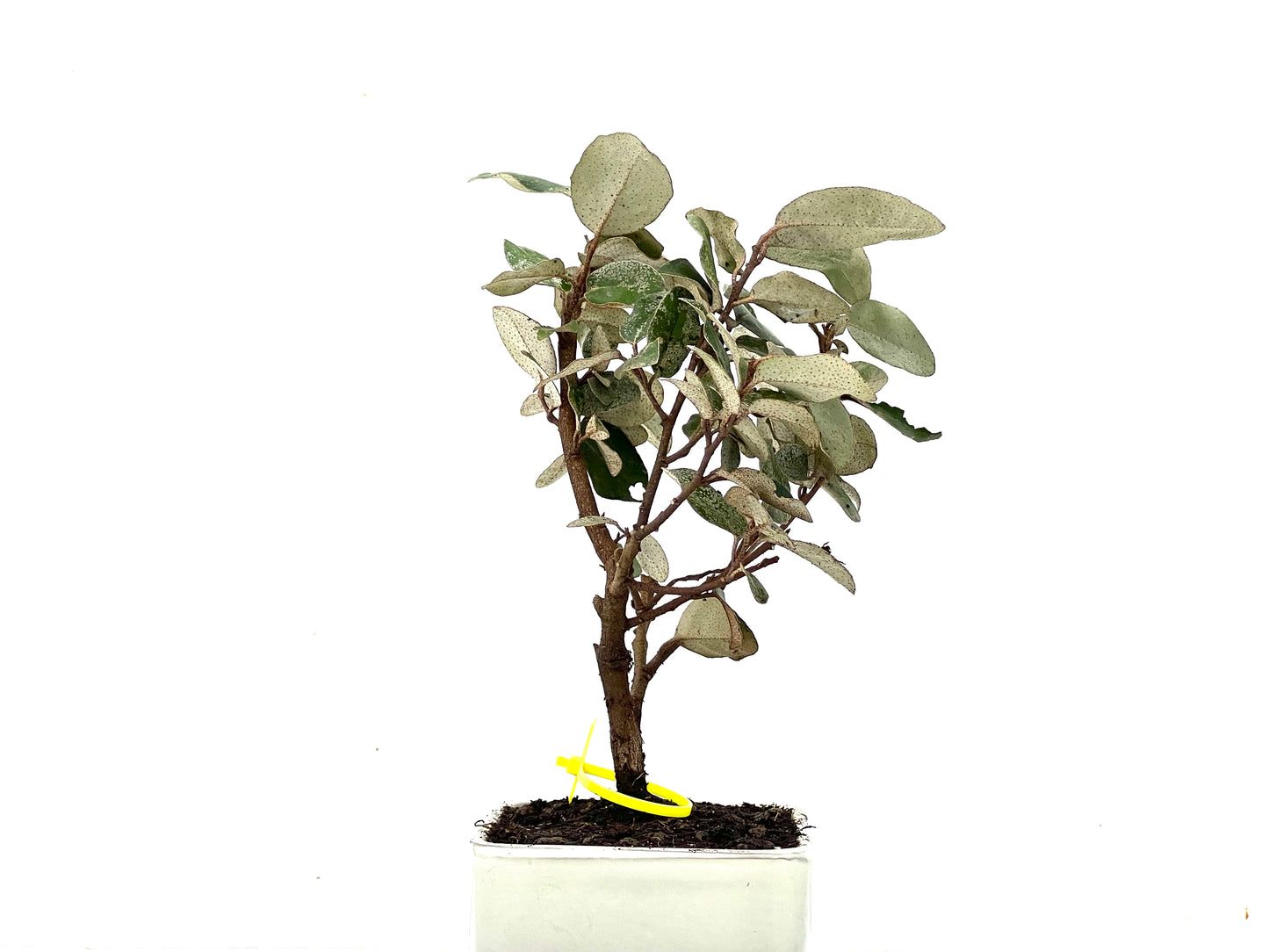Eleagnus Pungens 3628