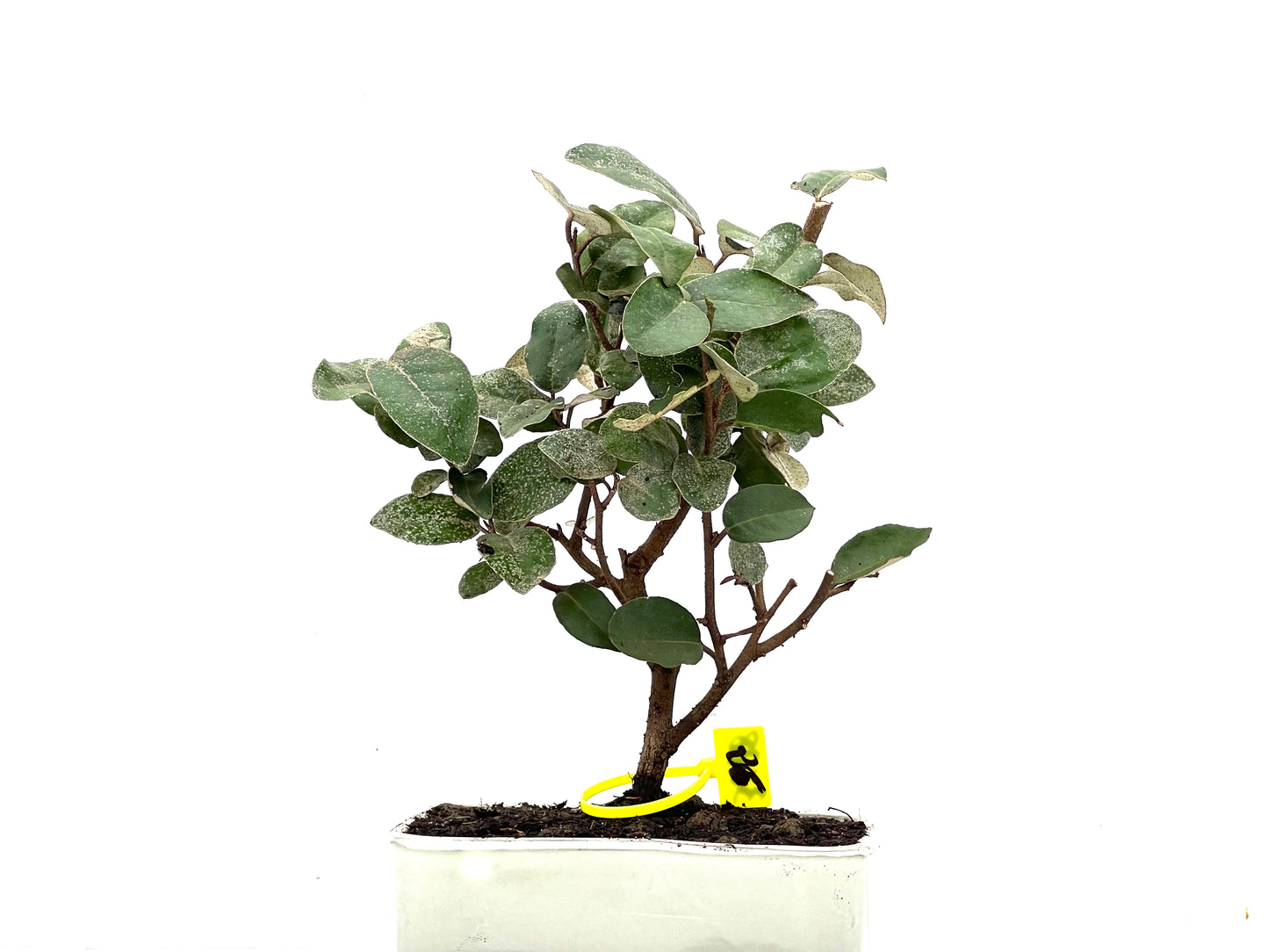 Eleagnus Pungens 3628