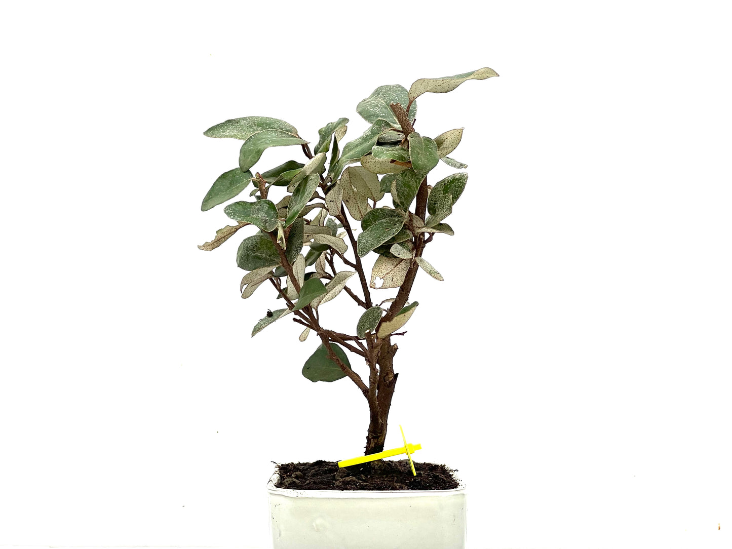Eleagnus Pungens 3628