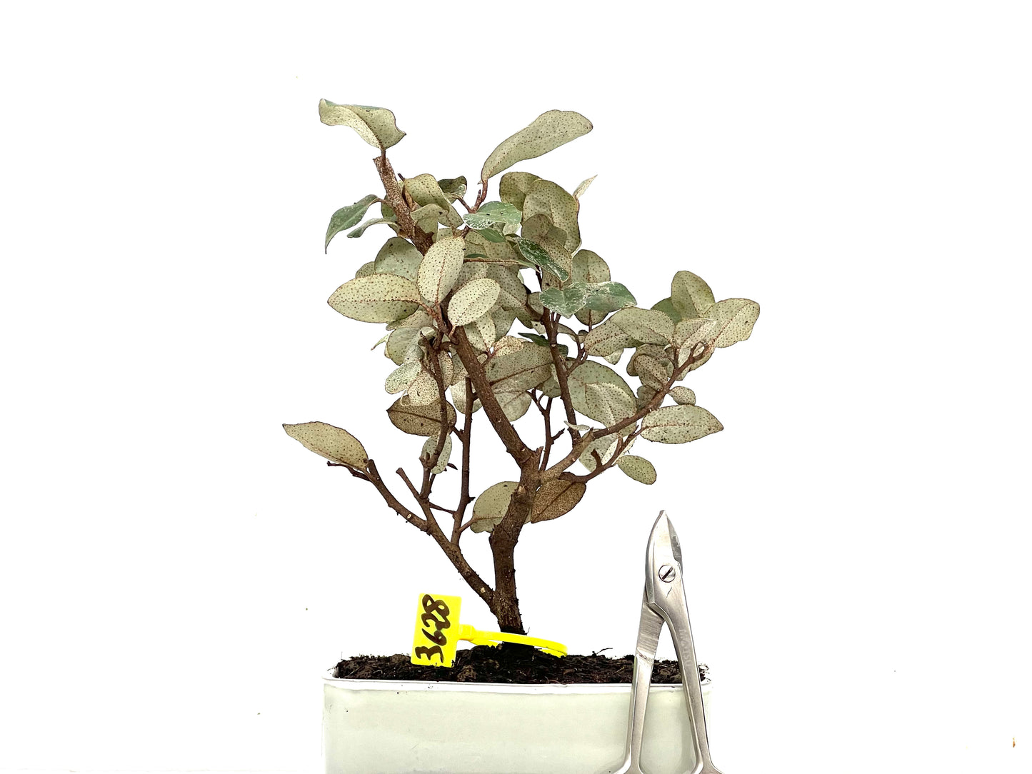 Eleagnus Pungens 3628