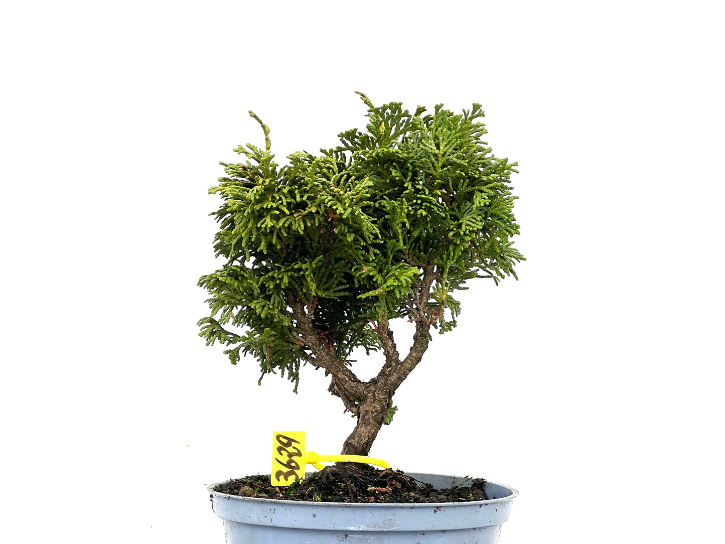 Chamaecyparis Obtusa Nana 3629