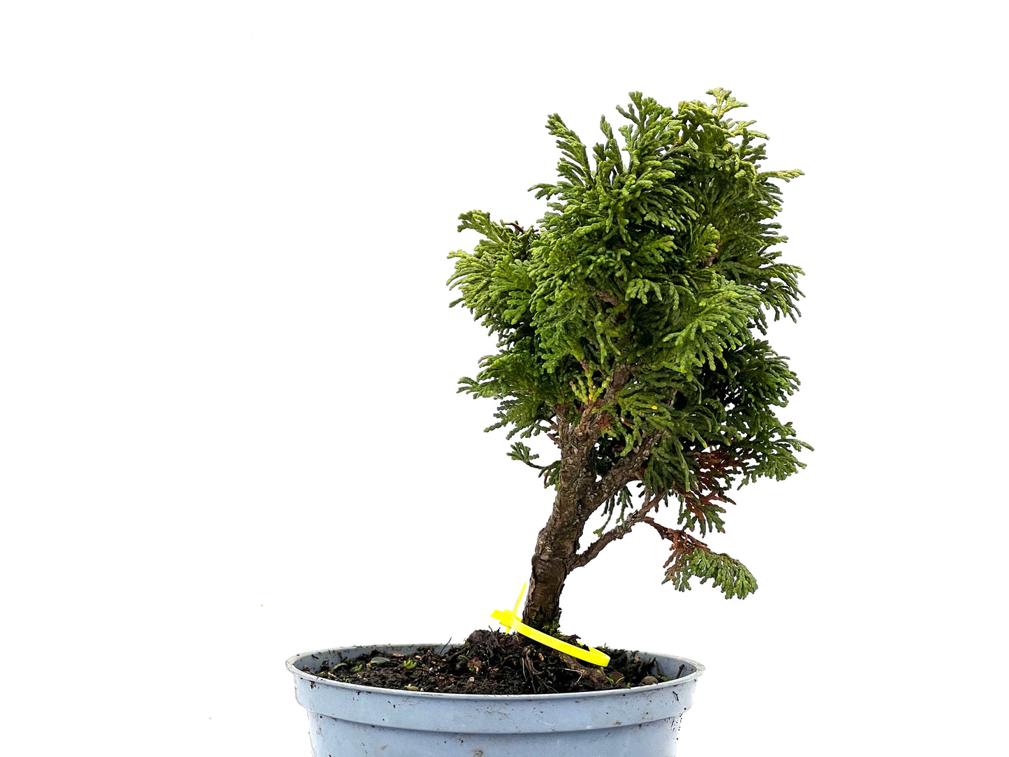 Chamaecyparis Obtusa Nana 3629