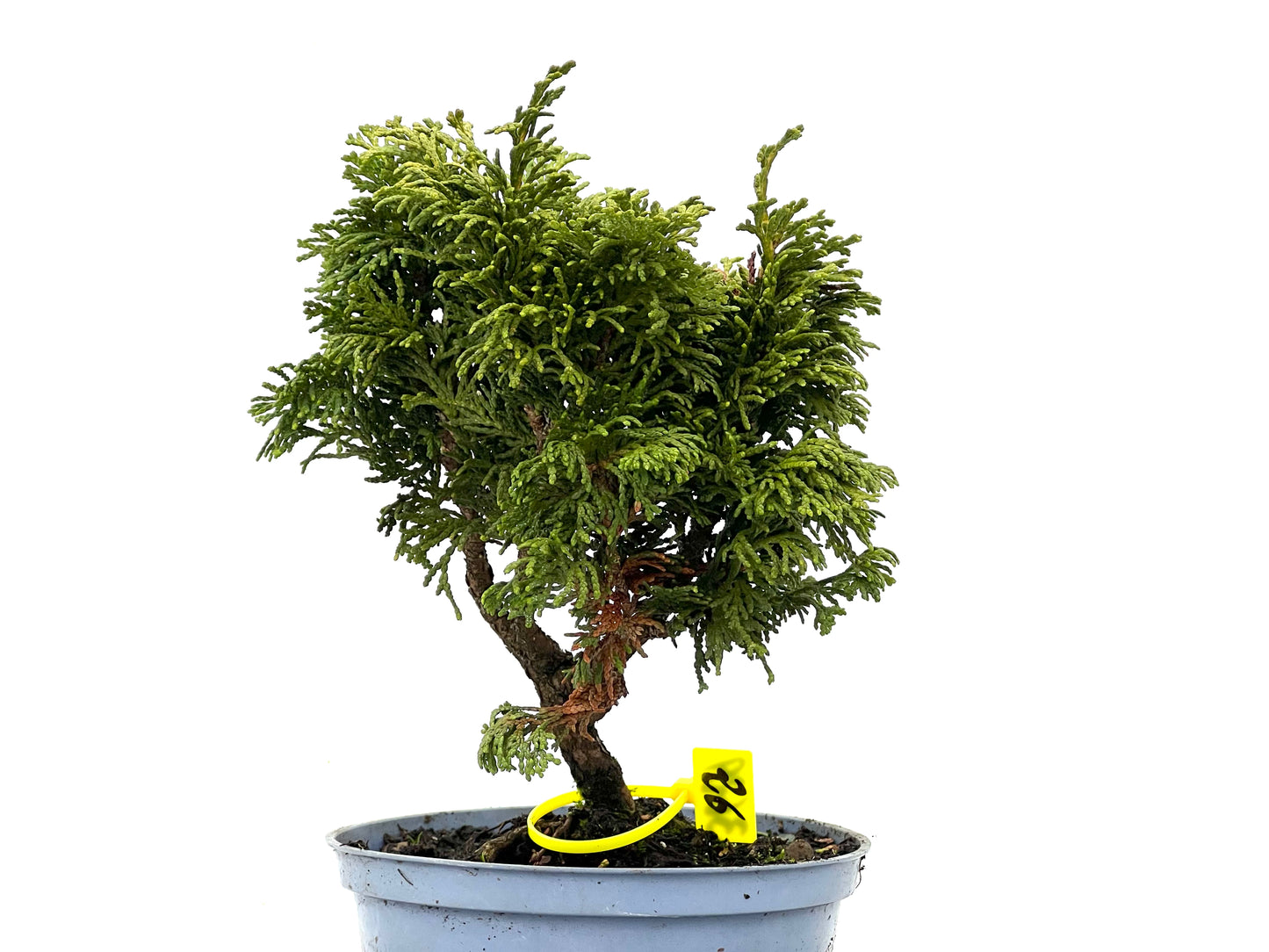 Chamaecyparis Obtusa Nana 3629