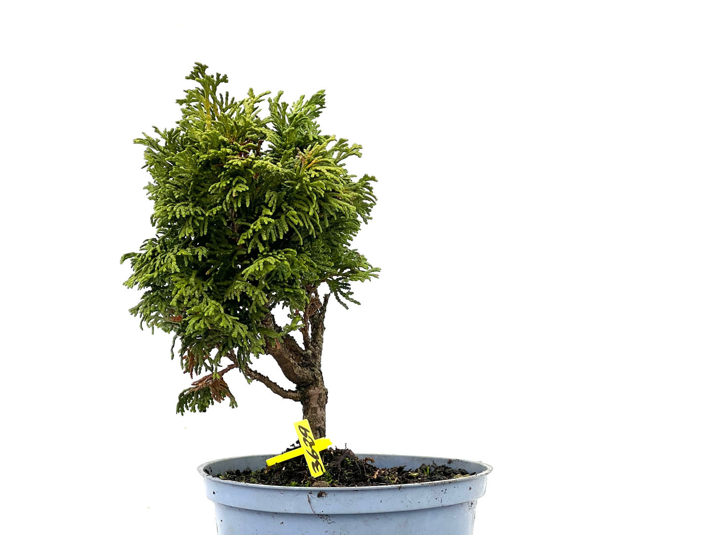 Chamaecyparis Obtusa Nana 3629
