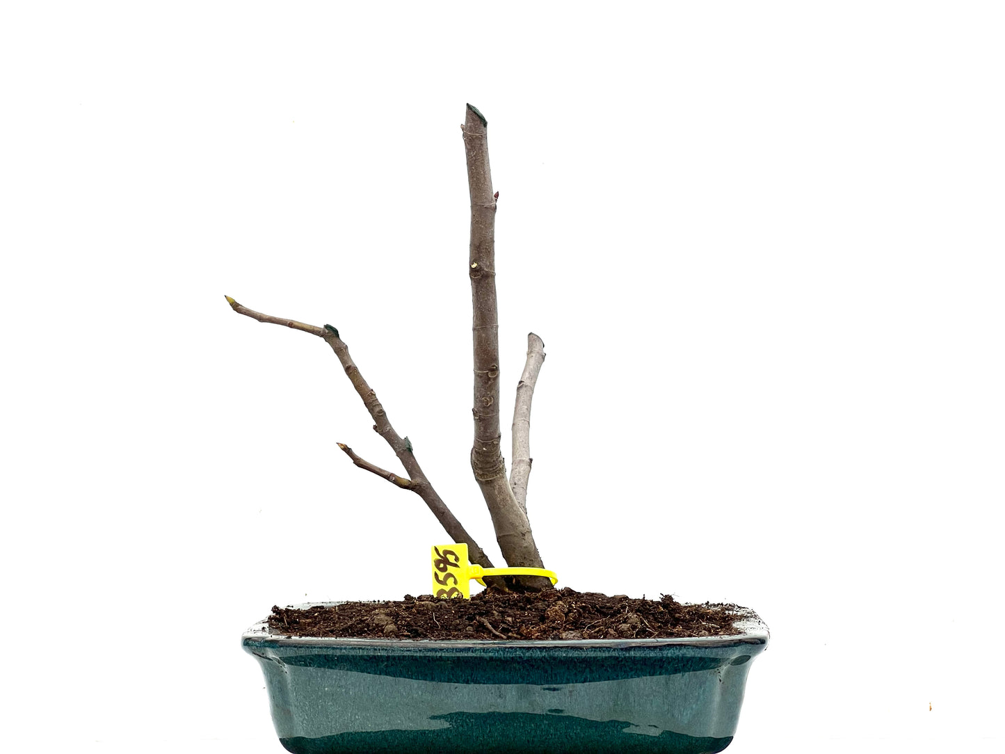Ficus Carica 3595