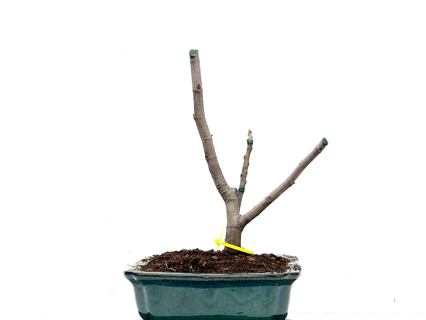 Ficus Carica 3595