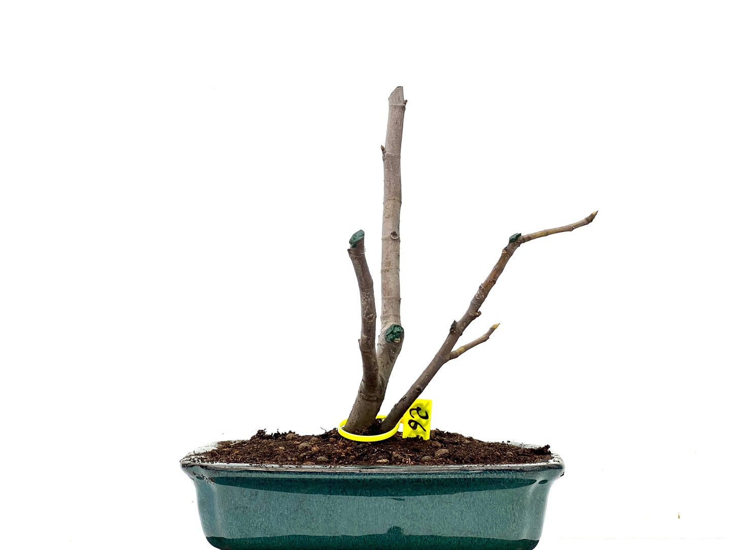 Ficus Carica 3595