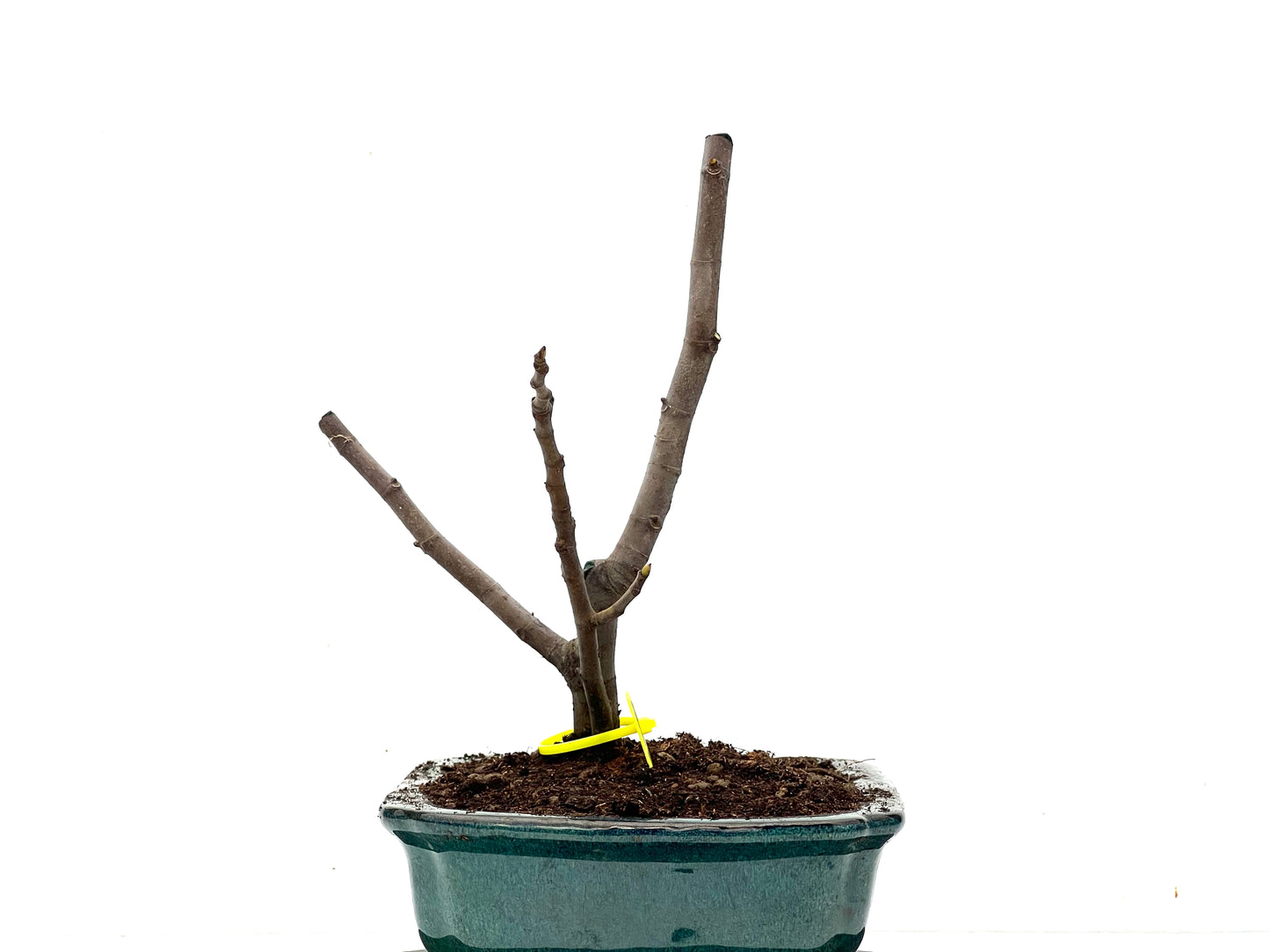 Ficus Carica 3595