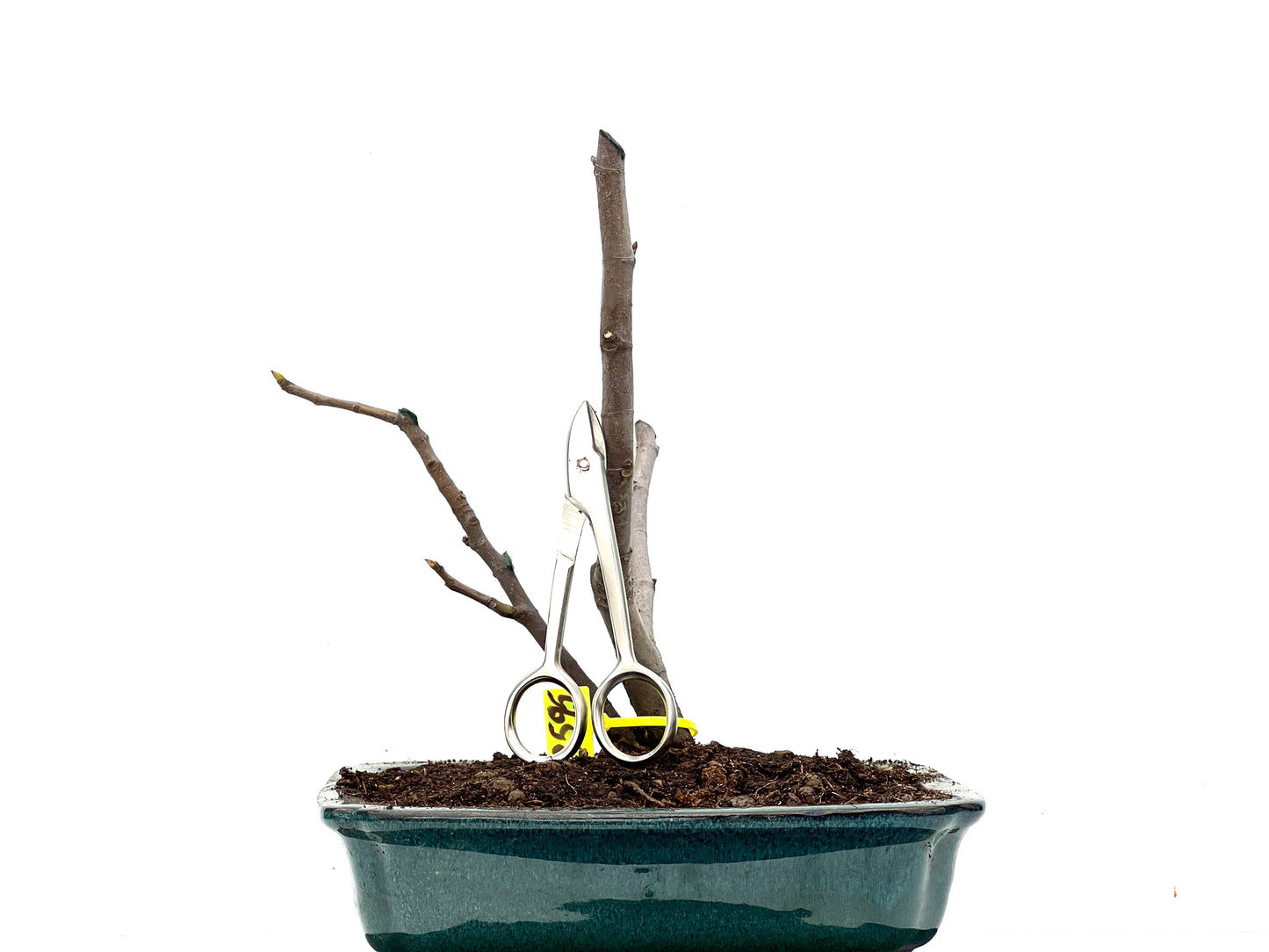 Ficus Carica 3595