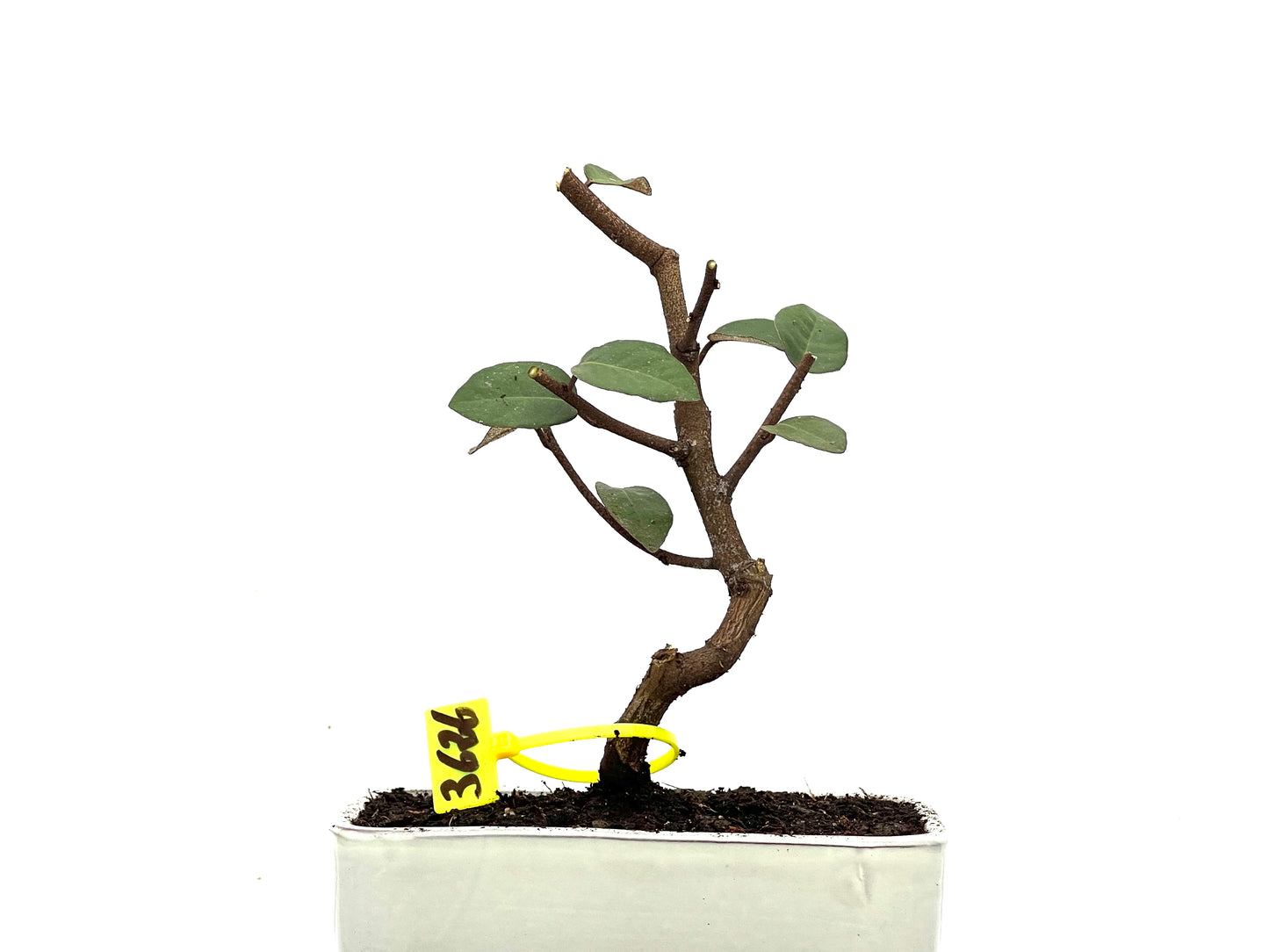 Eleagnus Pungens 3626