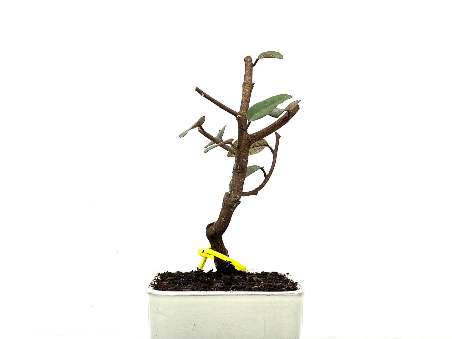 Eleagnus Pungens 3626