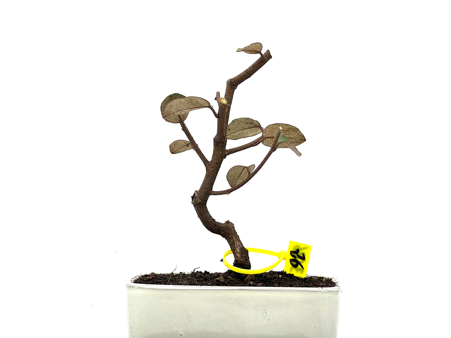 Eleagnus Pungens 3626