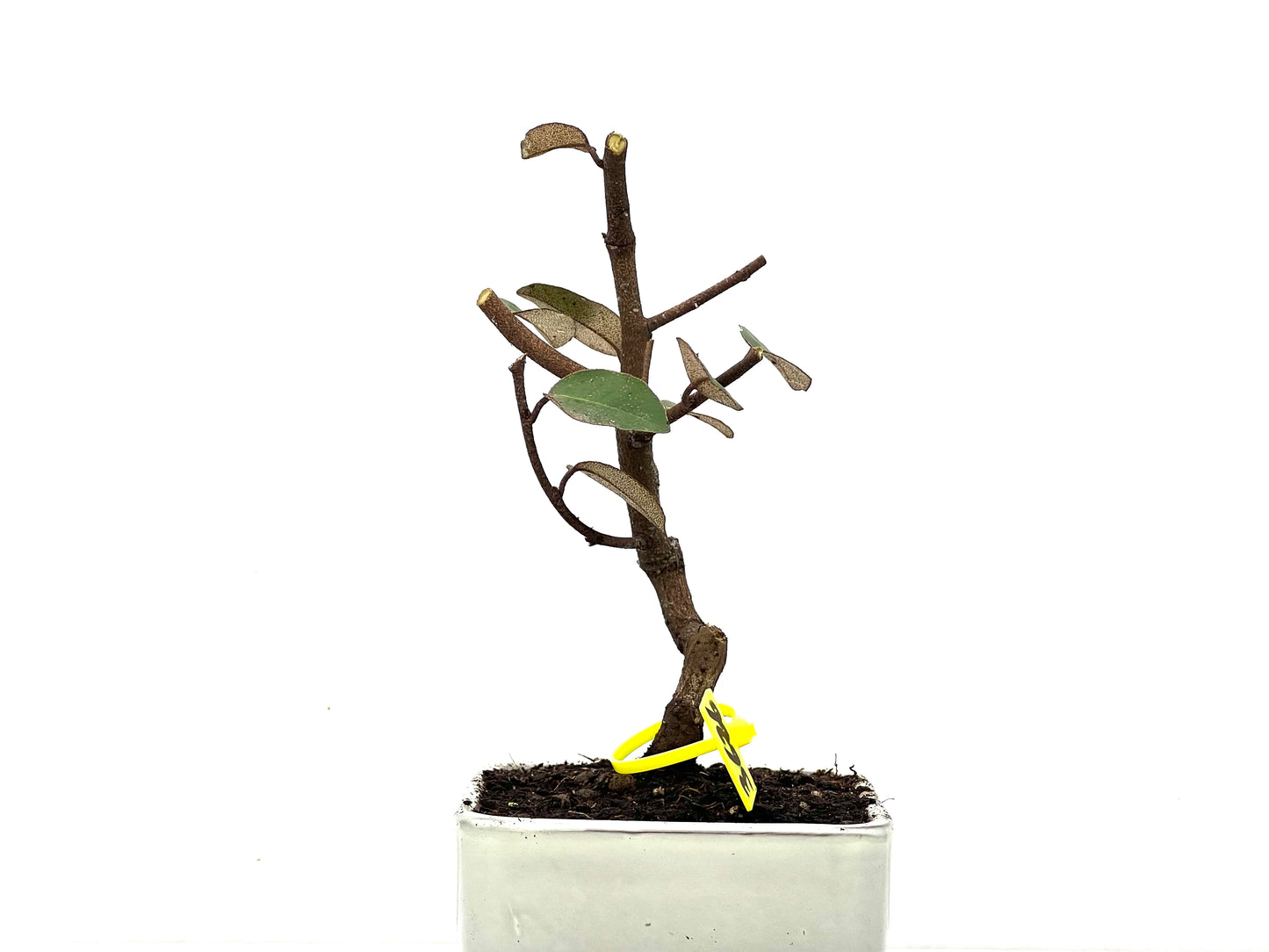 Eleagnus Pungens 3626