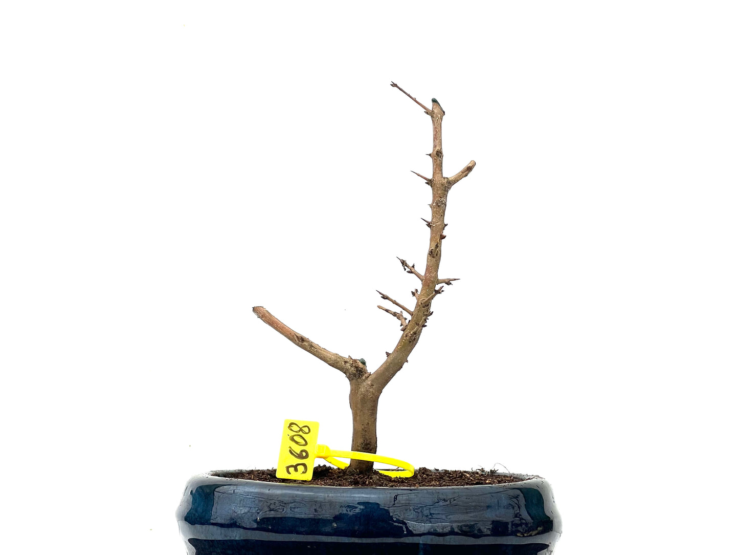 Punica Granatum Nejikan 3608