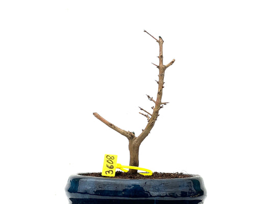 Punica Granatum Nejikan 3608