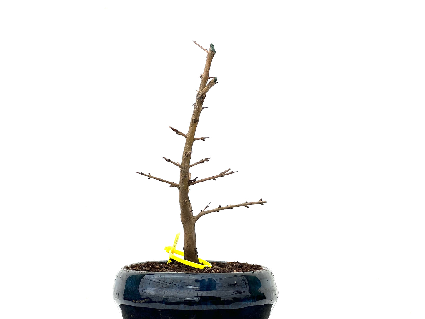 Punica Granatum Nejikan 3608