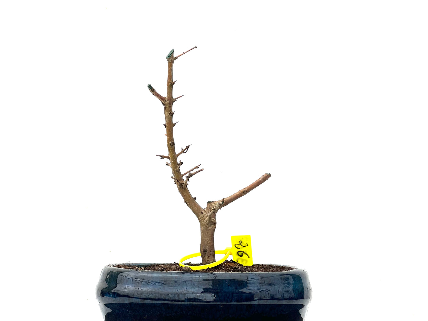 Punica Granatum Nejikan 3608