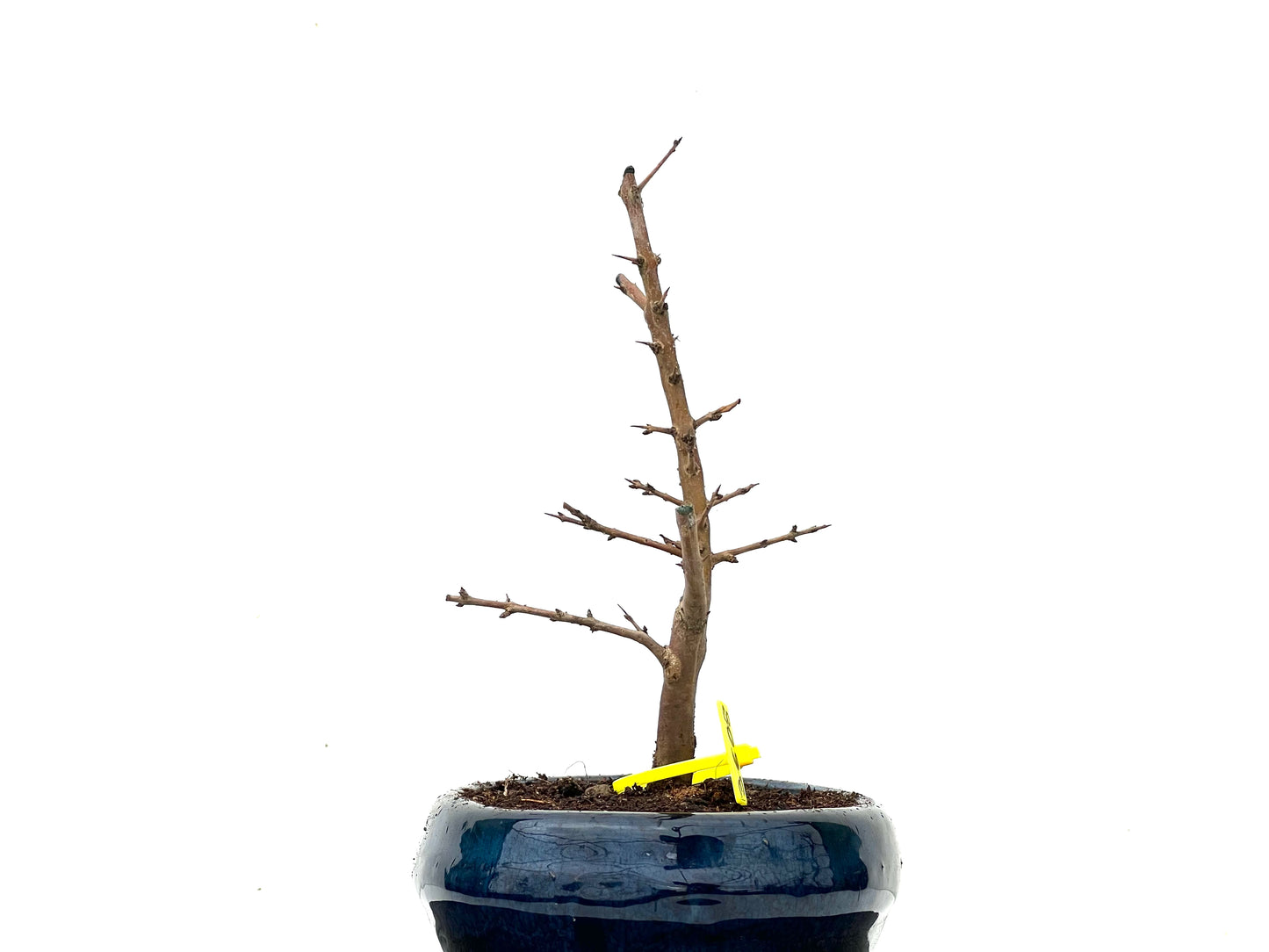 Punica Granatum Nejikan 3608