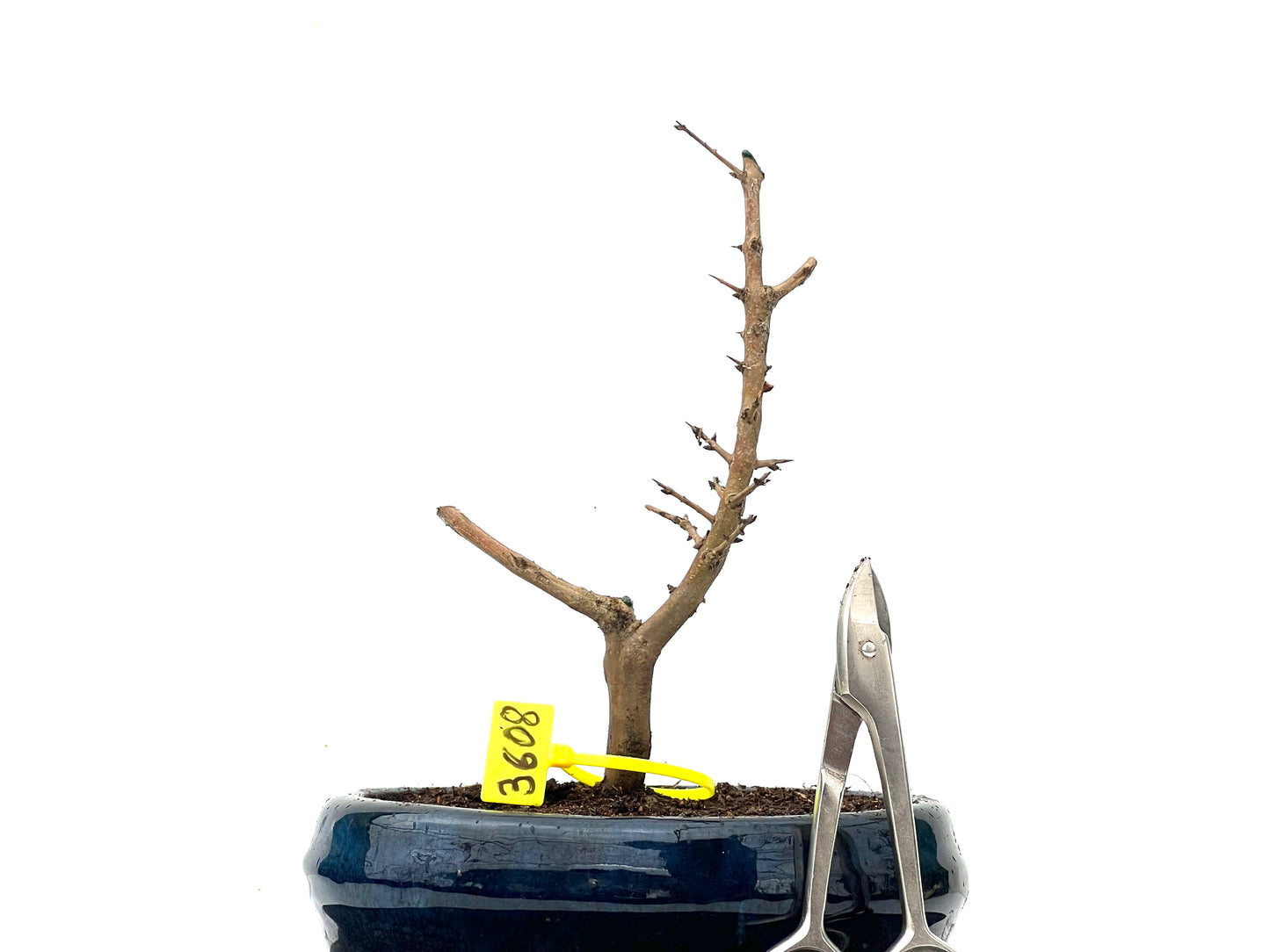 Punica Granatum Nejikan 3608