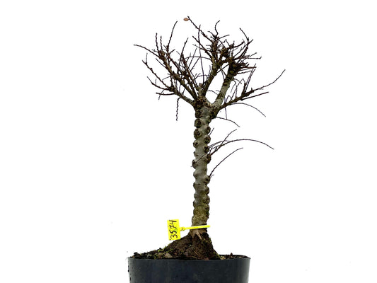 Ulmus Hokkaido 3574