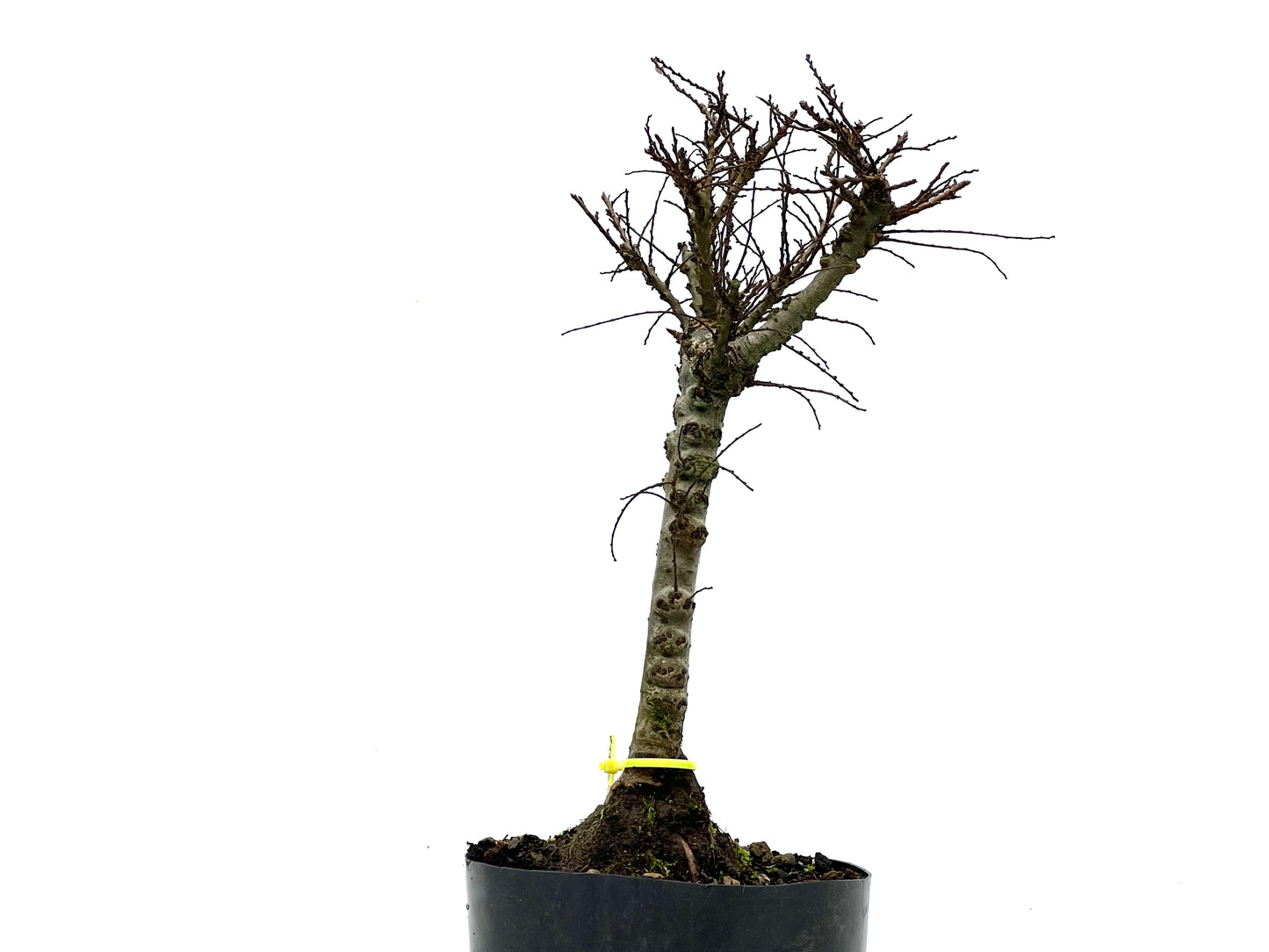 Ulmus Hokkaido 3574