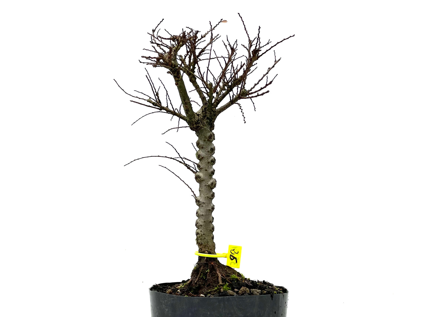 Ulmus Hokkaido 3574
