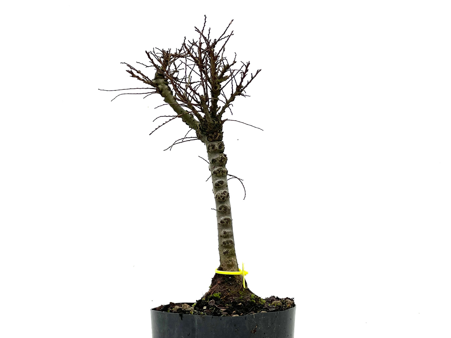 Ulmus Hokkaido 3574