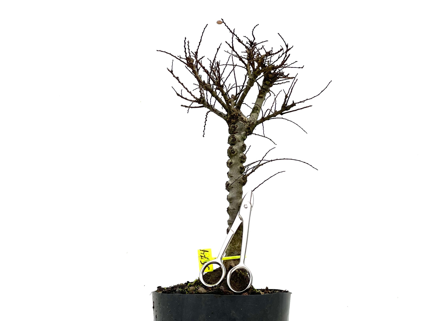 Ulmus Hokkaido 3574