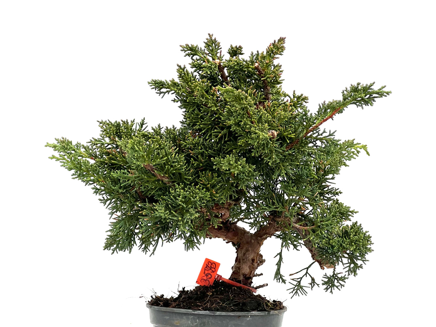 Juniperus Chinensis Kyushu 3573