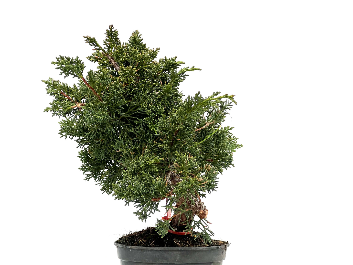 Juniperus Chinensis Kyushu 3573
