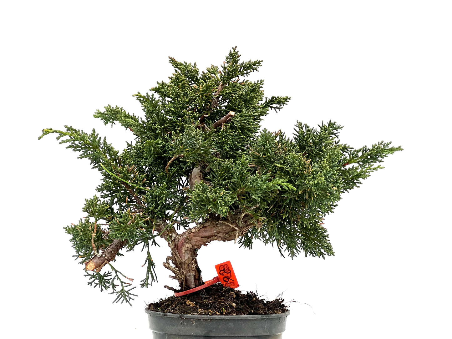 Juniperus Chinensis Kyushu 3573