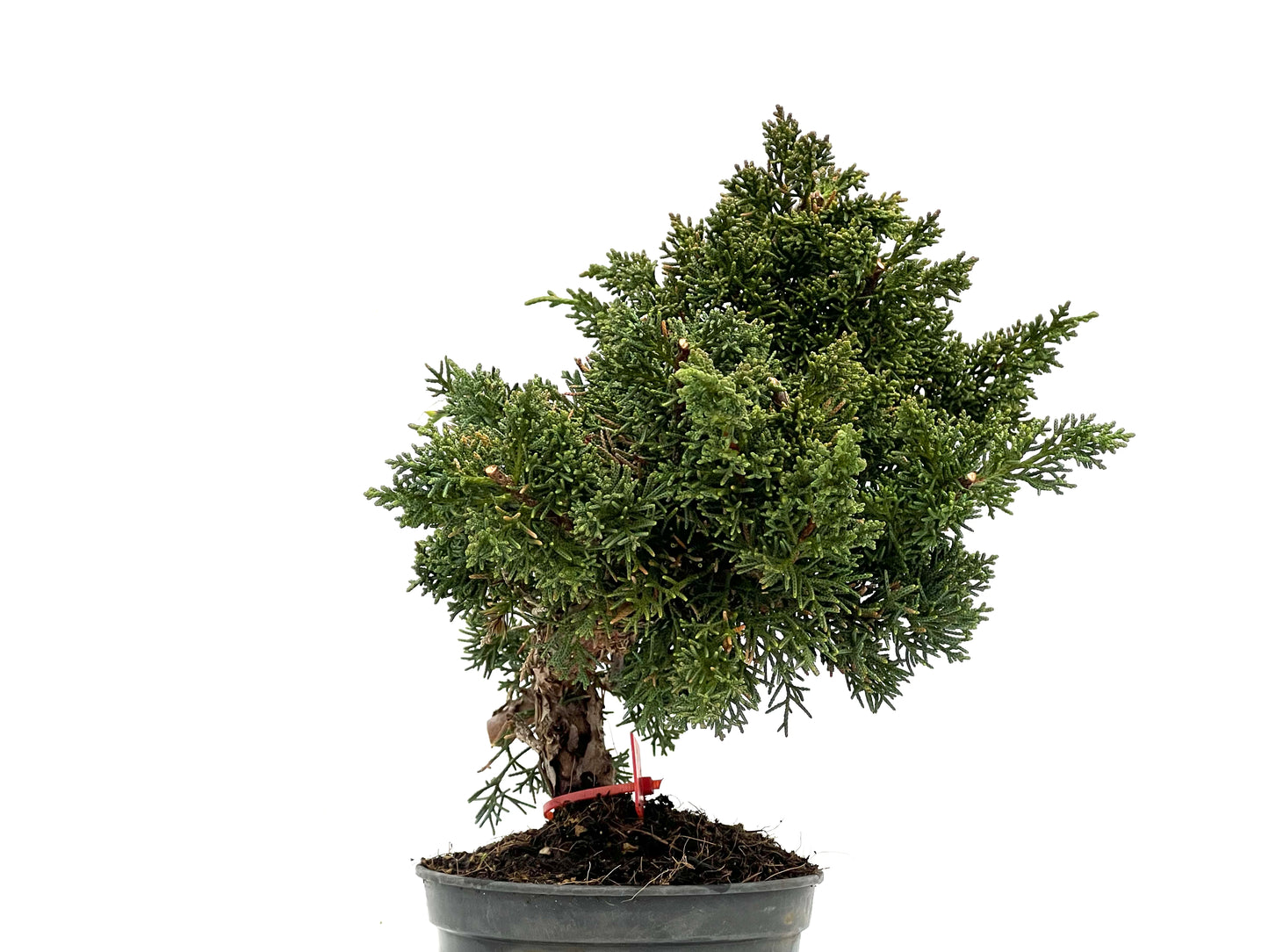 Juniperus Chinensis Kyushu 3573