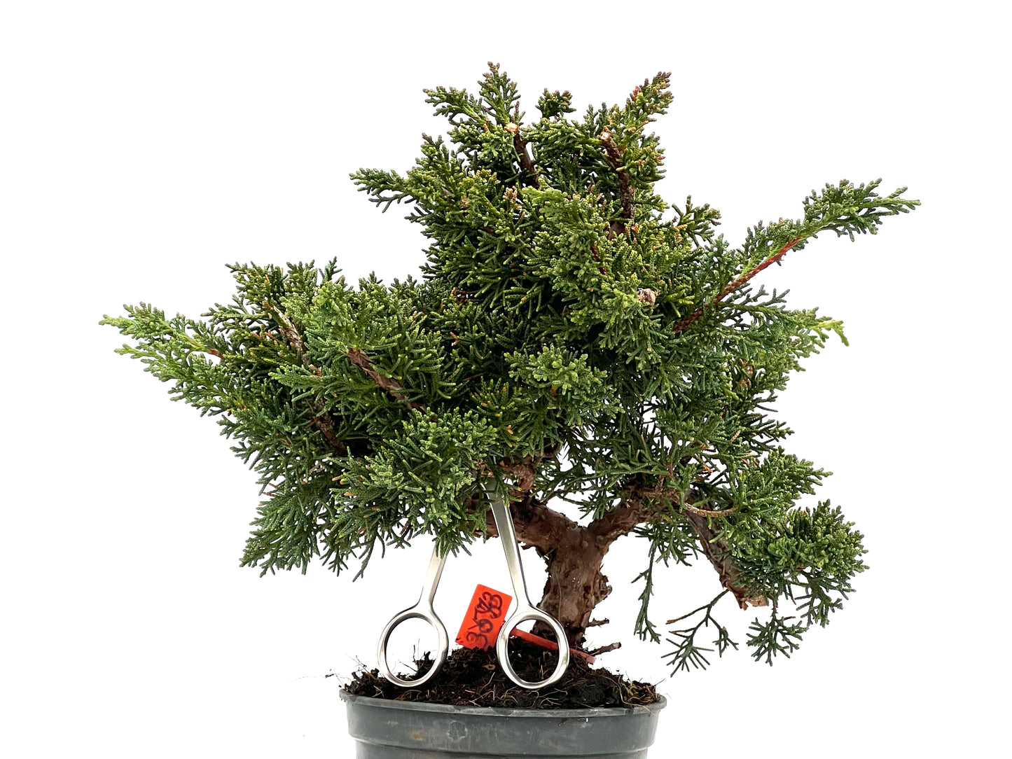 Juniperus Chinensis Kyushu 3573