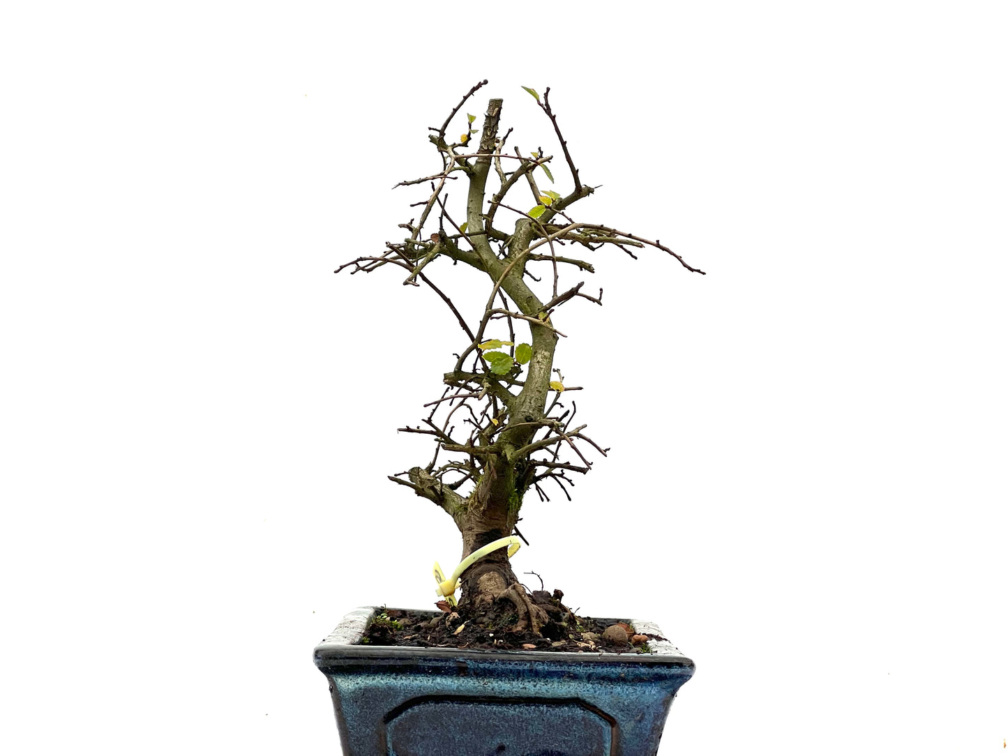 Ulmus Parvifolia 3572