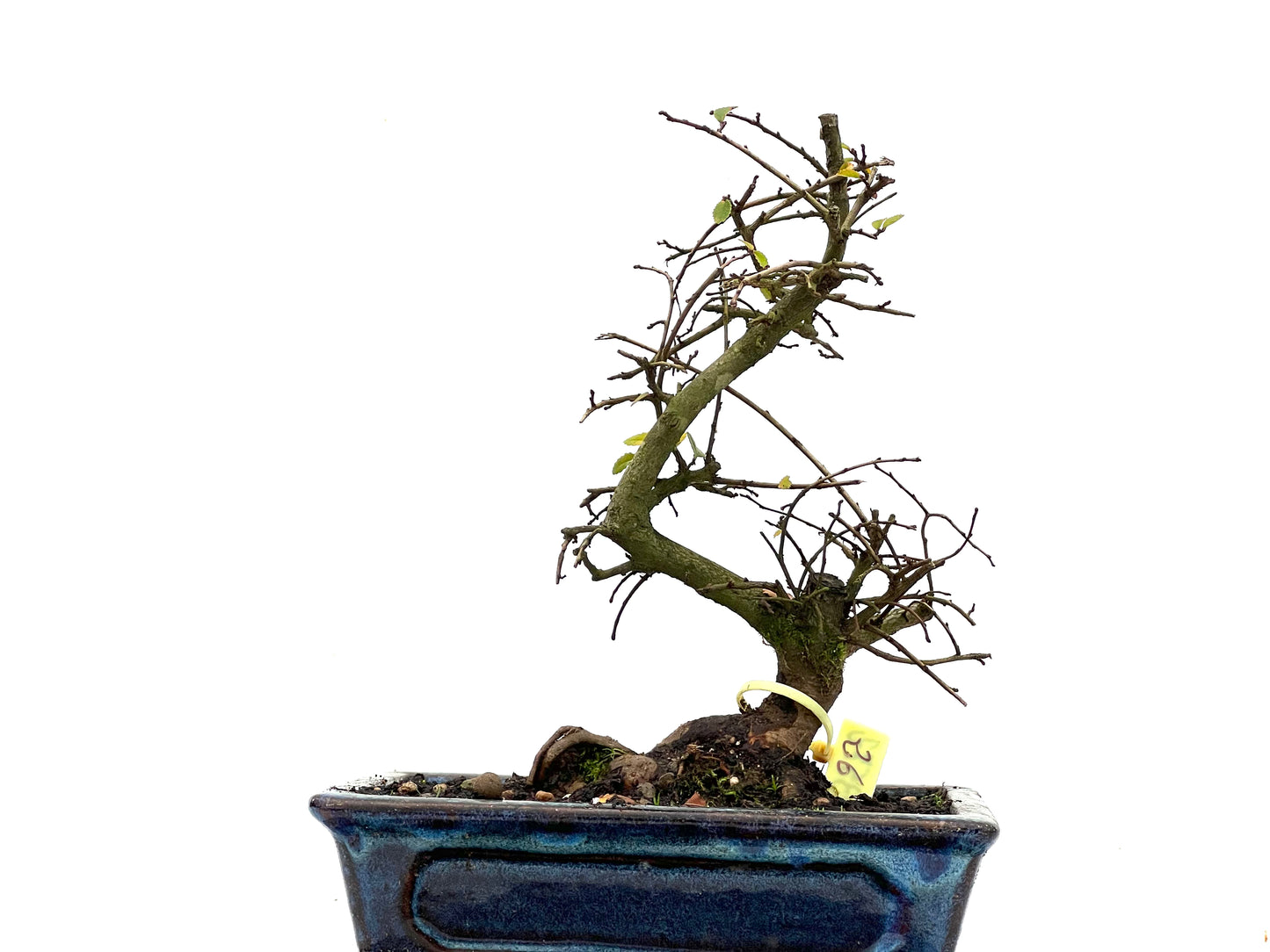 Ulmus Parvifolia 3572