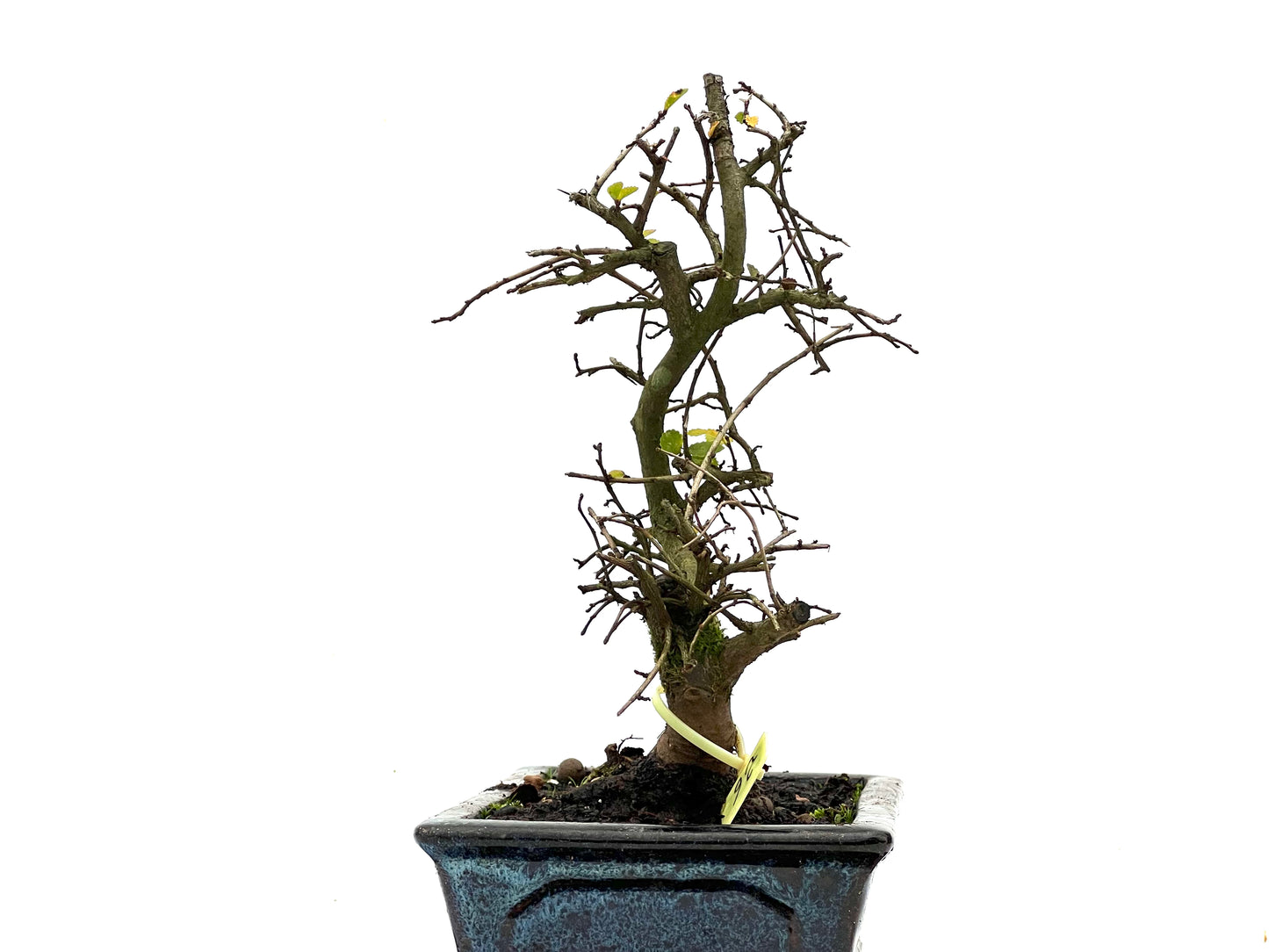 Ulmus Parvifolia 3572