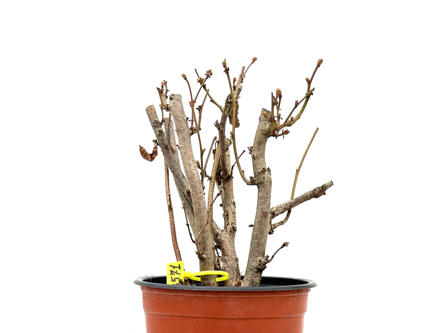 Corylus 3571