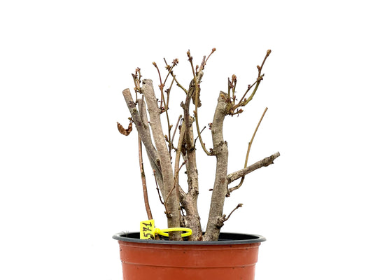 Corylus 3571