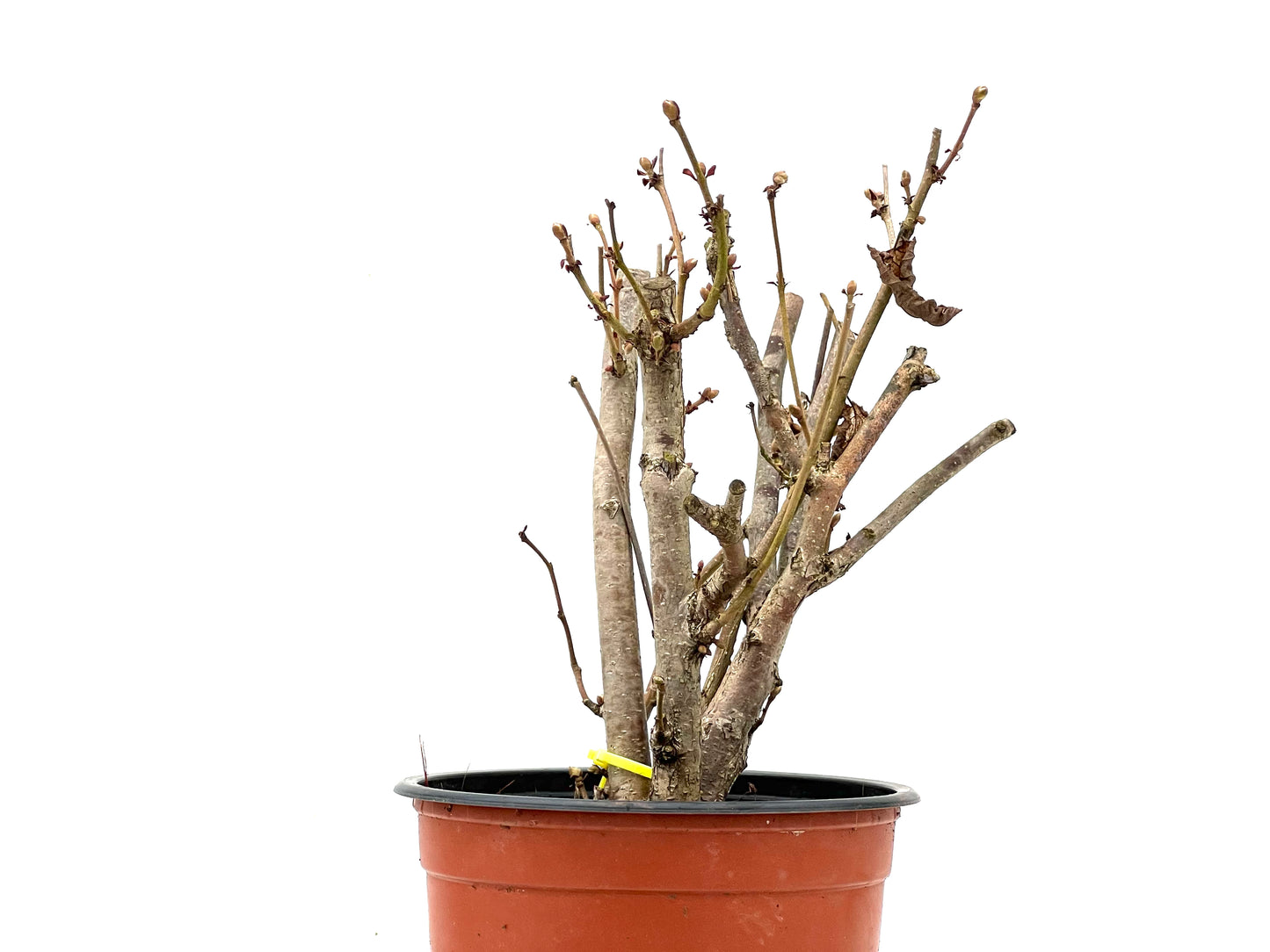 Corylus 3571