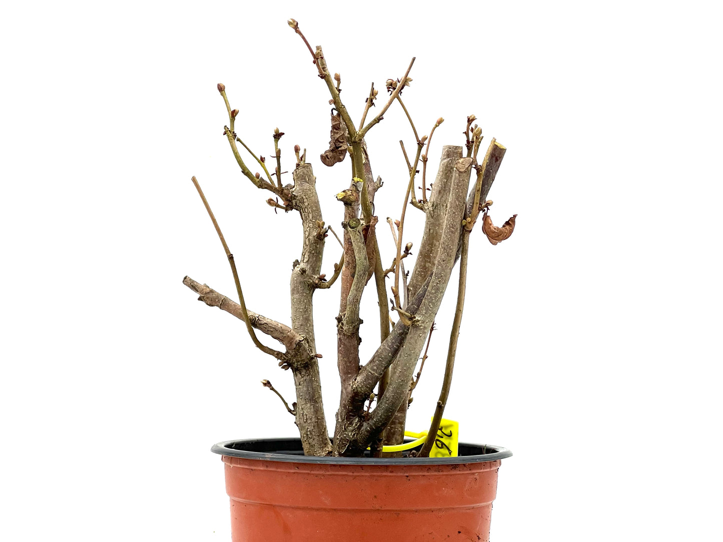 Corylus 3571