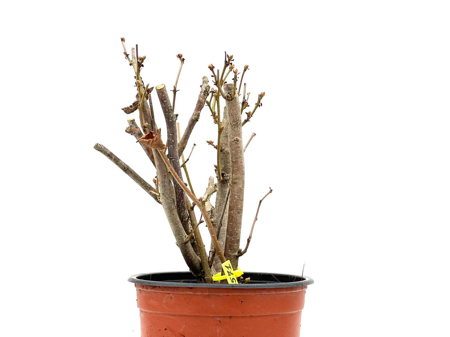 Corylus 3571