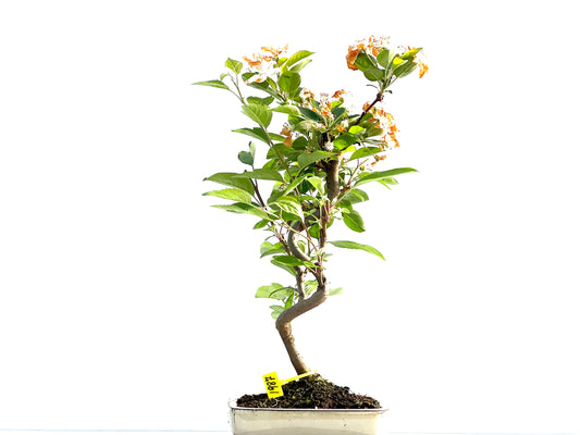 Malus Everest 1987