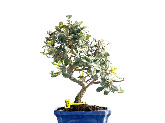 Quercus Suber 1988