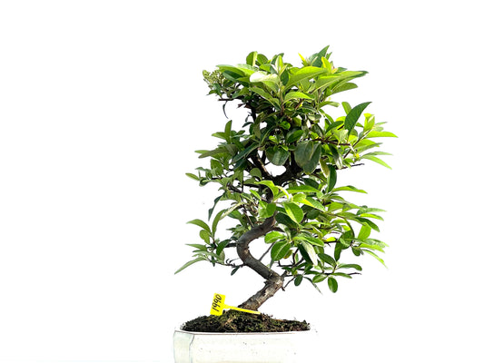 Pyracantha 1990