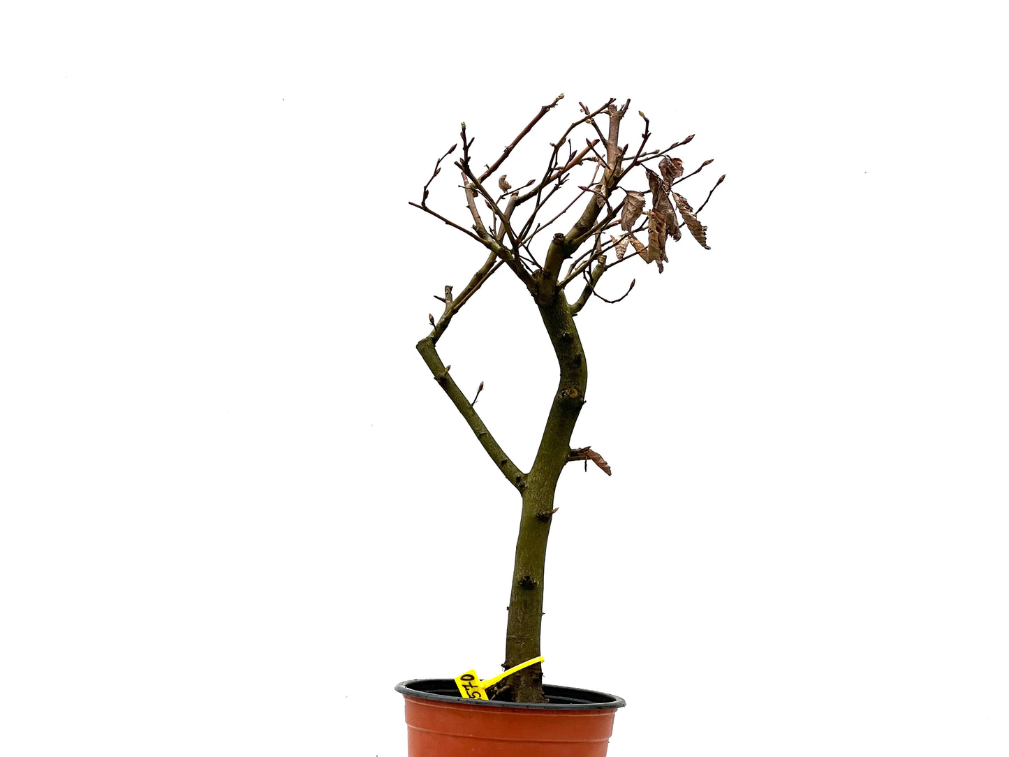 Carpinus Betulus 3570
