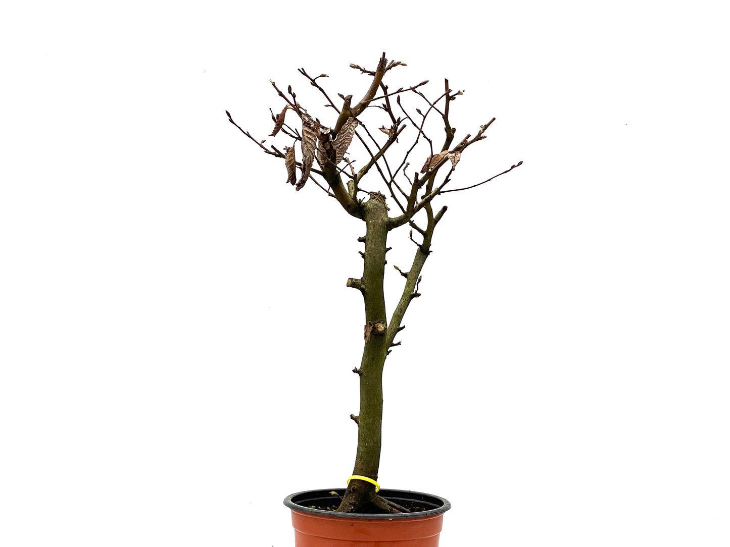 Carpinus Betulus 3570